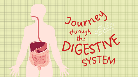 Belly Fat and Fatty Liver